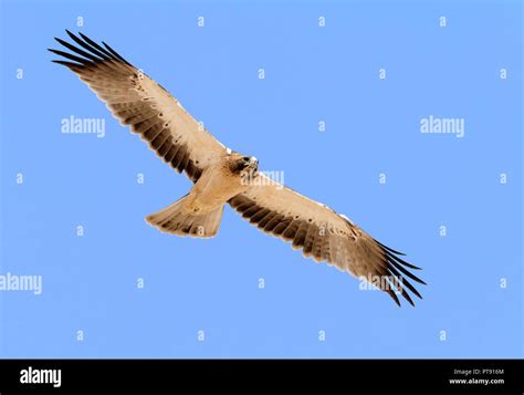 Booted Eagle (Hieraaetus pennatus), pale morph juvenile in flight seen from below Stock Photo ...