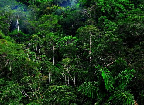 Tropical Forest and In High Resolution For 1920, Pacific Northwest ...