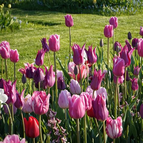 New Tulip Varieties | White Flower Farm