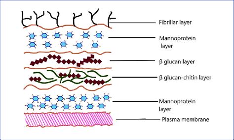 Composition of yeast cell wall. | Download Scientific Diagram