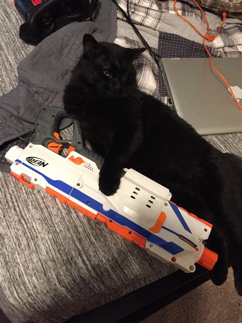 Cat : r/Nerf