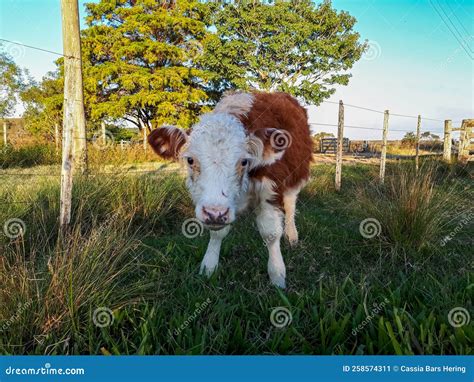 Cute baby cow in a farm. stock image. Image of grazing - 258574311