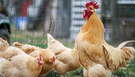 Orpington Chicken All You Need To Know: Color Varieties And More