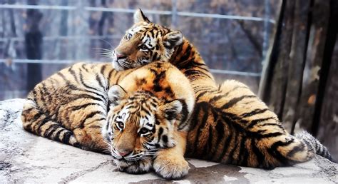 Amur Tiger Stock 15: Cubs by HOTNStock on DeviantArt