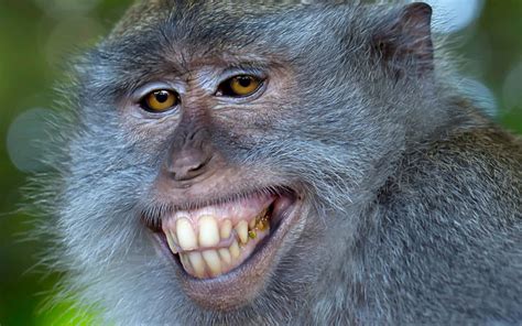 Download Funny Animal Smiling Monkey With Teeth Pictures | Wallpapers.com