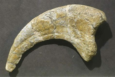 Utah State Fossil - Allosaurus - FossilEra.com