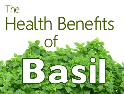 Health Benefits of Basil - Living Awareness Institute