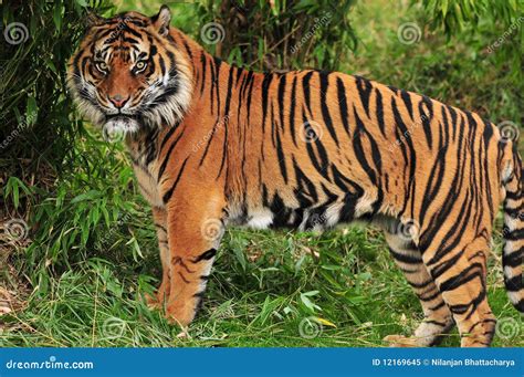 Tiger In The Jungle Royalty Free Stock Photo - Image: 12169645