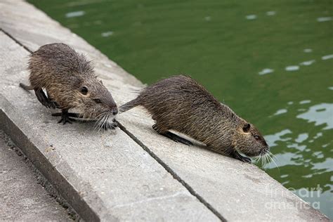 Coypu Pair Photograph by Pascal Goetgheluck/science Photo Library ...