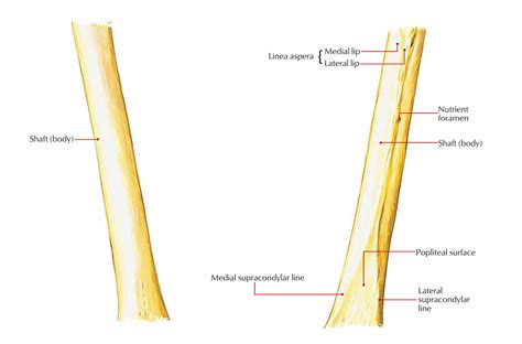 Linea Aspera Anatomy - Anatomical Charts & Posters