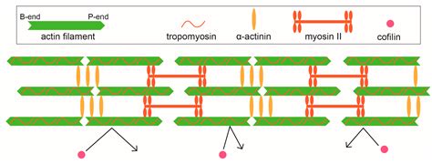 IJMS | Free Full-Text | Long-Range and Directional Allostery of Actin Filaments Plays Important ...