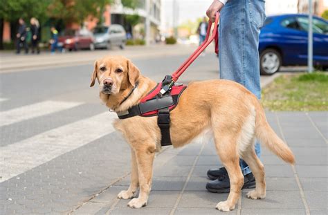 Lawsuit Regarding Use of Emotional Support Dog Claims Employment - East Hanover, NJ Patch