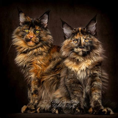 A pair of gorgeous tortoiseshell Maine Coon cats. Amazing coats on these long haired kitties ...