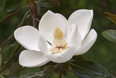 Magnolia Tree Care Tips | HGTV