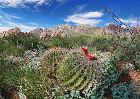 a cactus in the foreground with mountains in the background