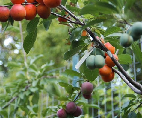 The Tree of 40 Fruit: How a hybrid art piece grafts mysticism onto agriculture | WTOP