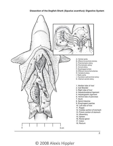 Digital pen and ink illustration of a dogfish shark dissection. This ...