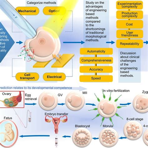 Oocyte quality evaluation: a review of engineering approaches toward clinical challenges ...