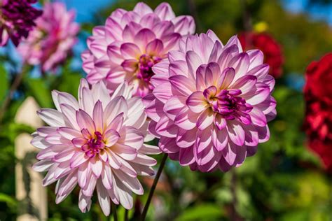 17 Native Mexican Flowers: Photos & Info | Bouqs Blog