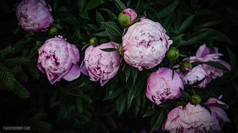 Free Wallpaper for your Phone & Computer: Moody Peonies | The DIY Mommy