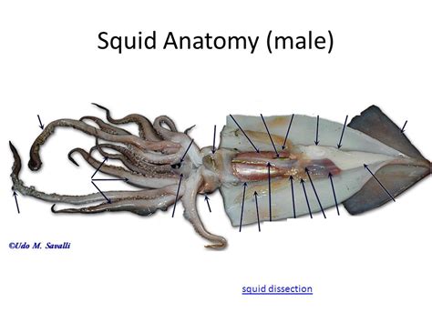 Squid Anatomy (Part 2) Diagram | Quizlet