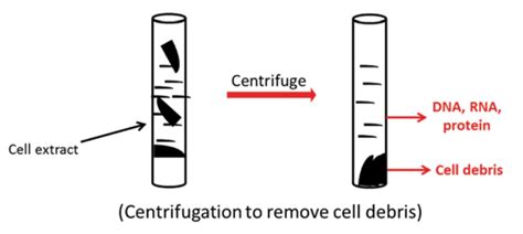 Méthodes et techniques de lyse cellulaire | BioEduc