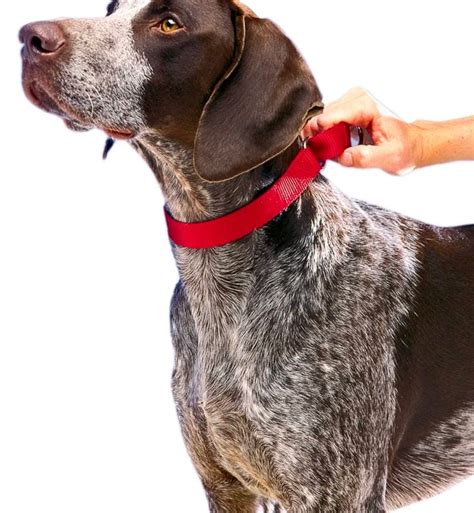 The 10 Best Dog Training Collars—And How to Use Them Safely