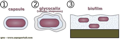 Glycocalyx : définition et explications