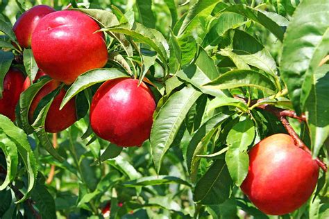 Dwarf Early Rivers Nectarine - PlantNet® Australia