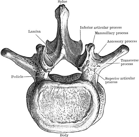 Vertebra