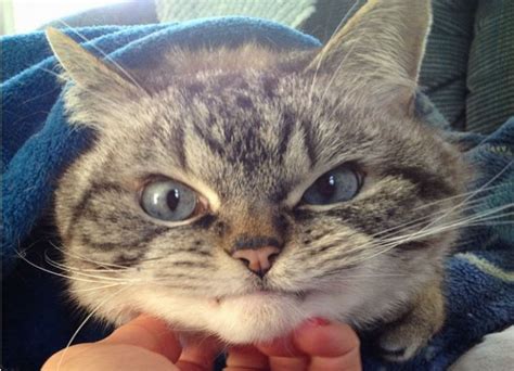 15 cats who are definitely plotting your murder