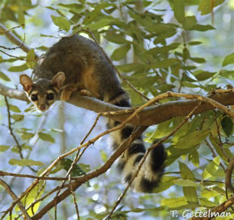 Arizona State Mammal | Ringtail