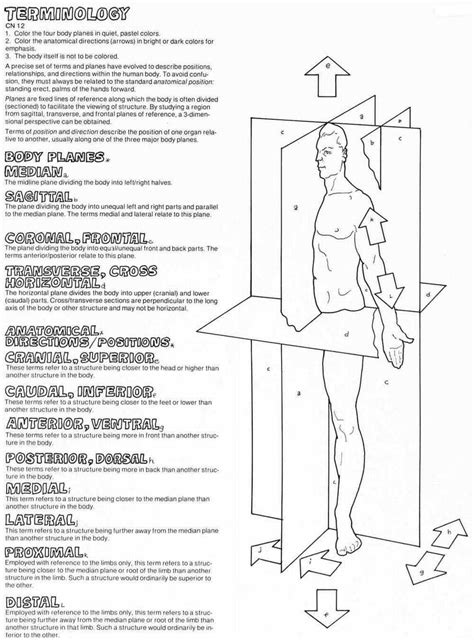 Anatomical Planes And Directions Quiz