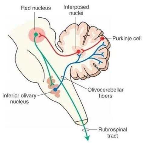 Rubrospinal Tract | Brain anatomy and function, Nervous system anatomy ...