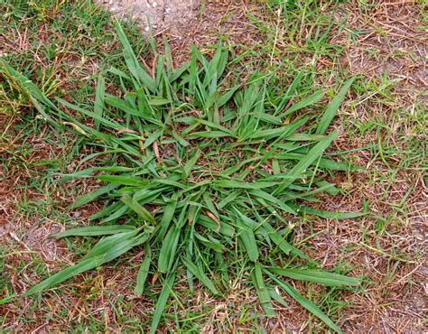 Different Types Of Weeds In Yard