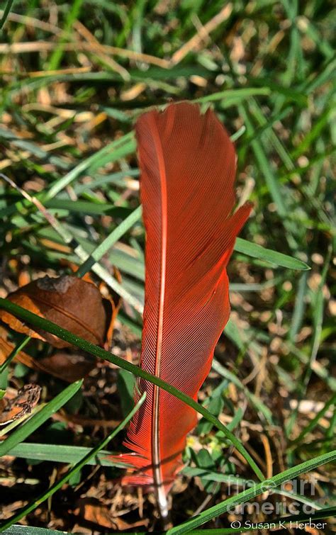 Cardinal Feather Photograph by Susan Herber