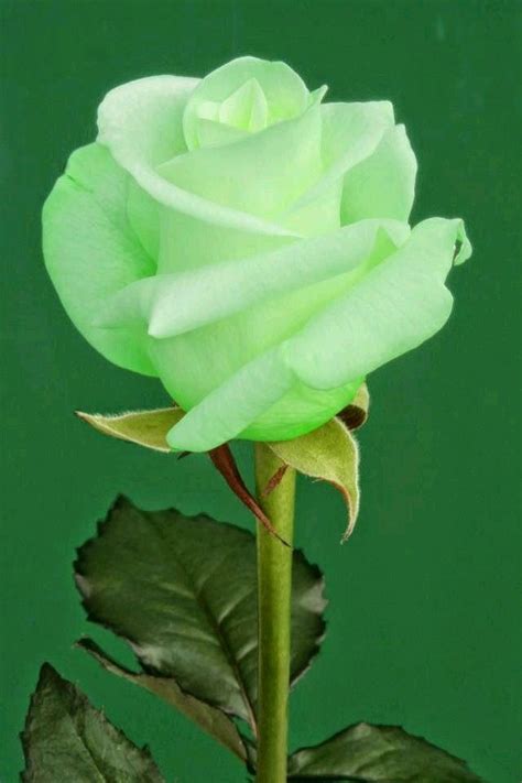 Pin di Nicole 🍀 M.🇮🇹🇩🇪 su ~Shades of GREEN~ | Fiori verdi, Bellissimi ...