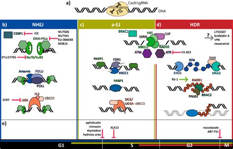 Major mammalian DNA damage repair pathways at Cas9-induced DSBs... | Download Scientific Diagram