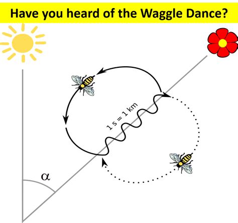 Have you heard of the Waggle Dance? | by Vineeth Venugopal | Medium