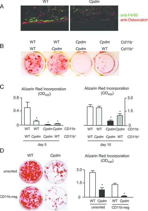 Mesenchymal bone marrow cells from Cpdm mice display an intrinsic... | Download Scientific Diagram