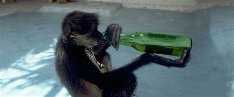 Wild Monkeys Love Cracking Open a Cold One with the Boys