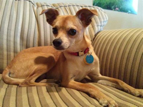 Italian Greyhuahua (Italian Greyhound Chihuahua Mix) Info, Puppies, Pictures | Chihuahua mix ...