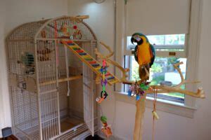 Bird Cages: Blue & Gold Macaw Cage Setup | Discount Parrot Supplies