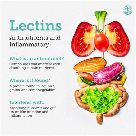 🌱🚫 Beware of Lectins! 🚫🌱 These sneaky antinutrients lurk in legumes ...