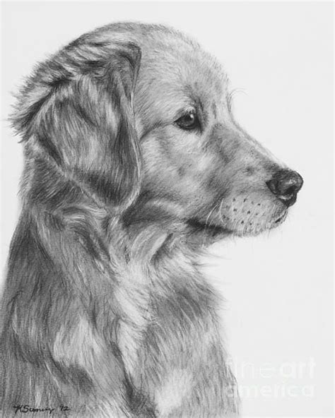 Golden Retriever Puppy in Charcoal One Drawing Animal Sketches, Animal ...