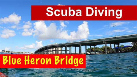 Best day of diving ever! Blue Heron Bridge - YouTube