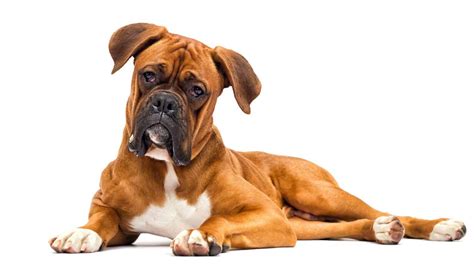 Are Boxer Dogs Mean Dangerous Or Aggressive