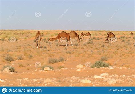 Camels in Sahara desert stock image. Image of nature - 168362439