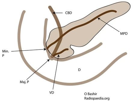 Pancreatic Duct Anatomy