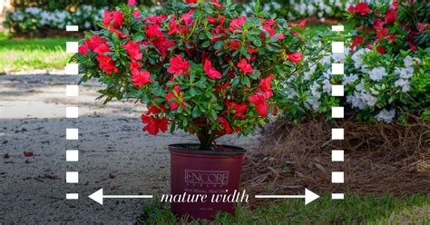 How To: A Garden Guide to Spacing Shrubs | Encore Azalea